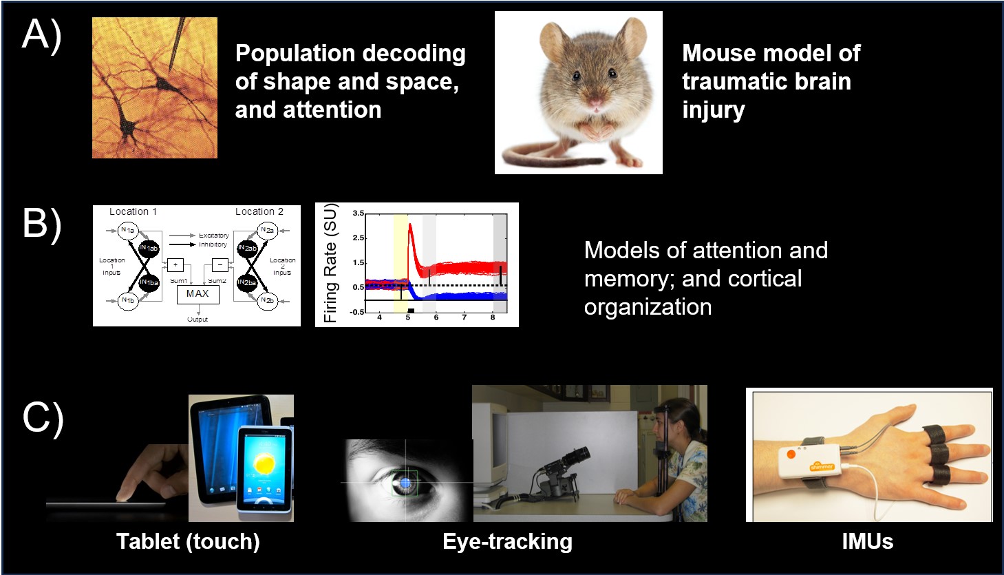 Read more: The CogNeuro Lab – Anne Sereno